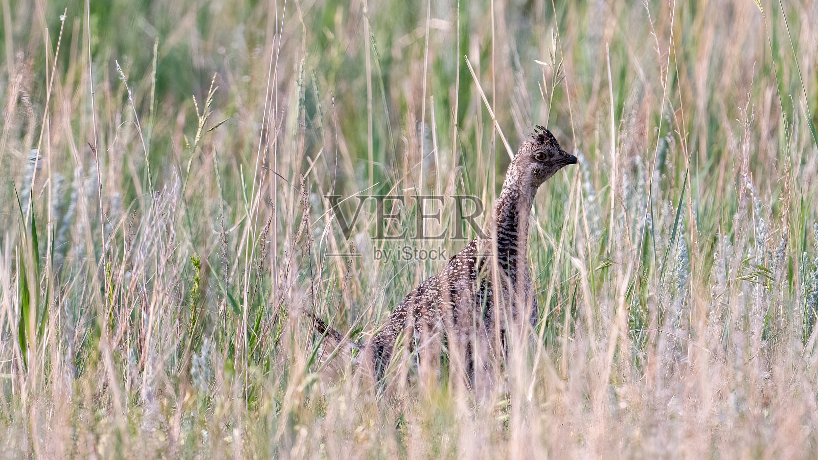 卑鄙的sharptail照片摄影图片