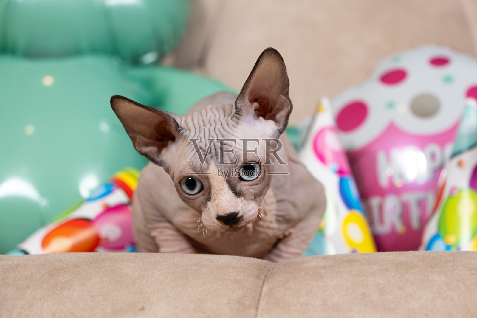 无毛的斯芬克斯小猫庆祝生日。给心爱的宠物猫一个节日照片摄影图片