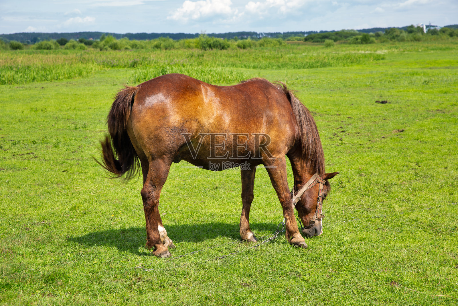 孤独的棕马在草地上吃草照片摄影图片