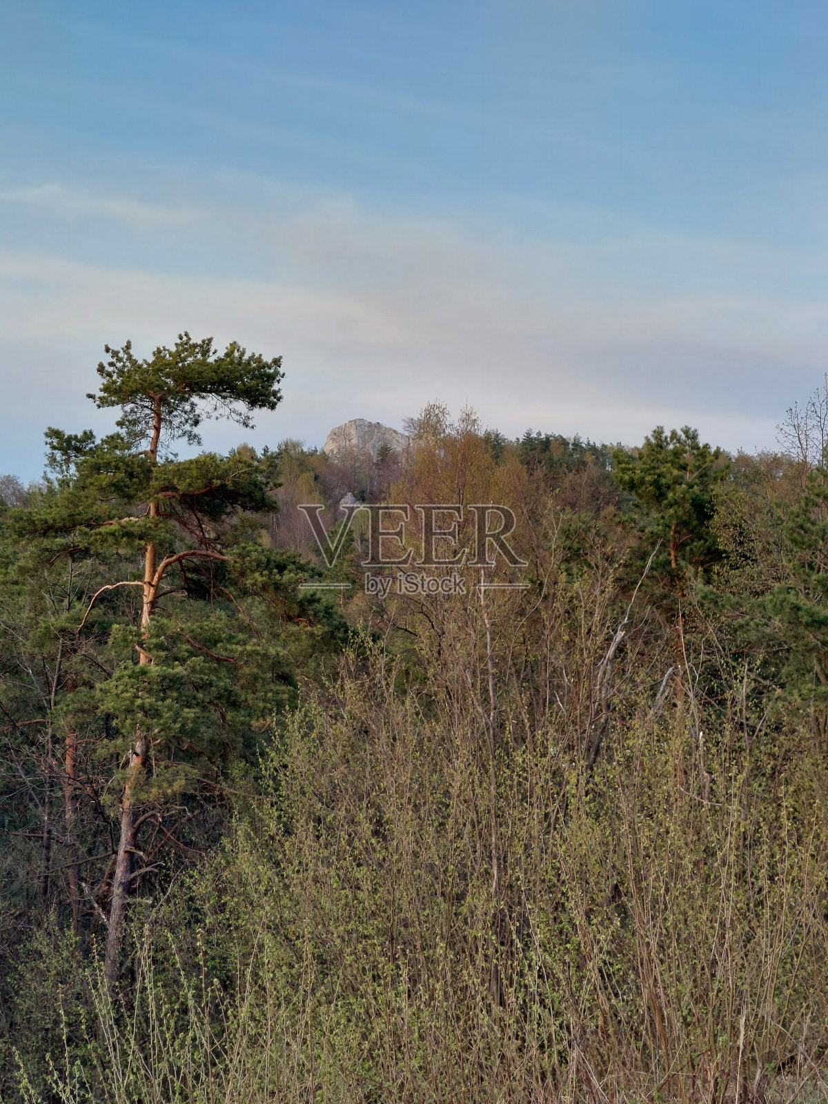 森林照片摄影图片