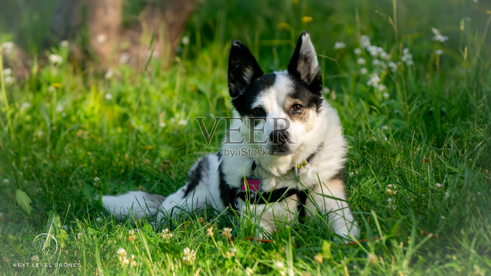 草丛中的哈士奇照片摄影图片