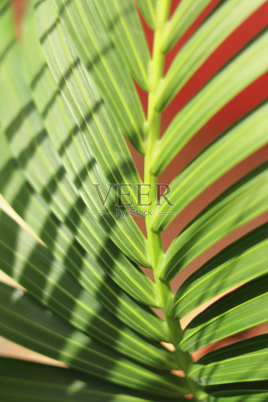 热带植物的树枝在模糊的红色背景。照片摄影图片