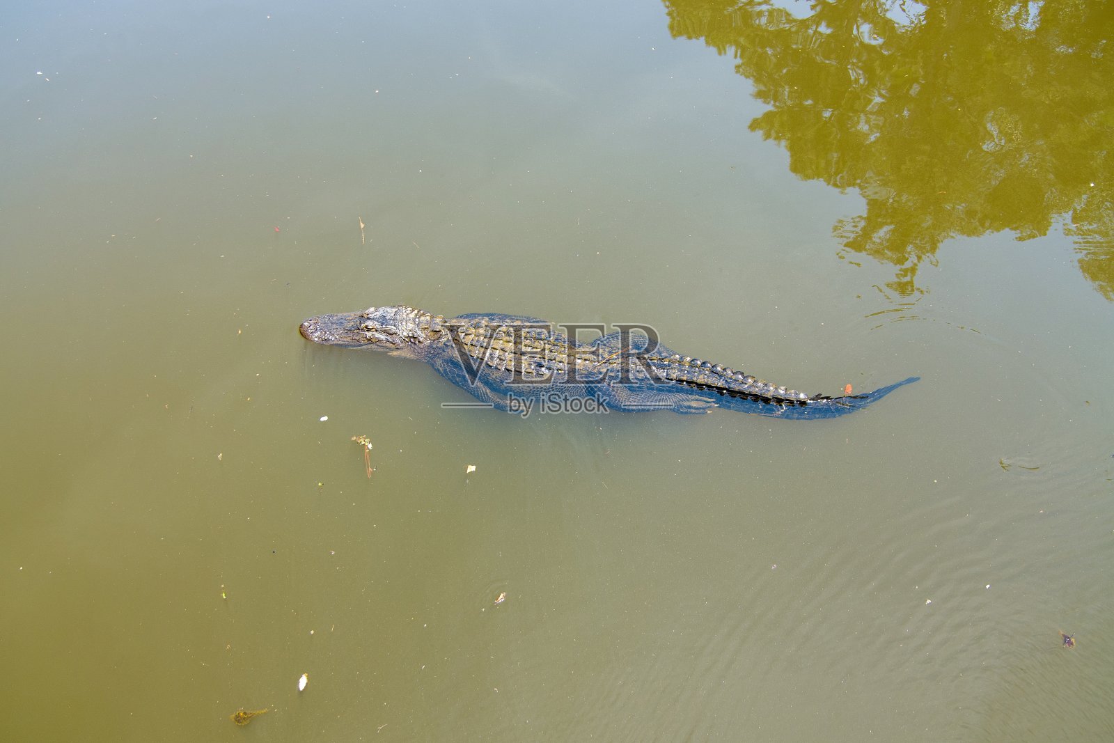 一只成年美洲鳄的鸟瞰图照片摄影图片