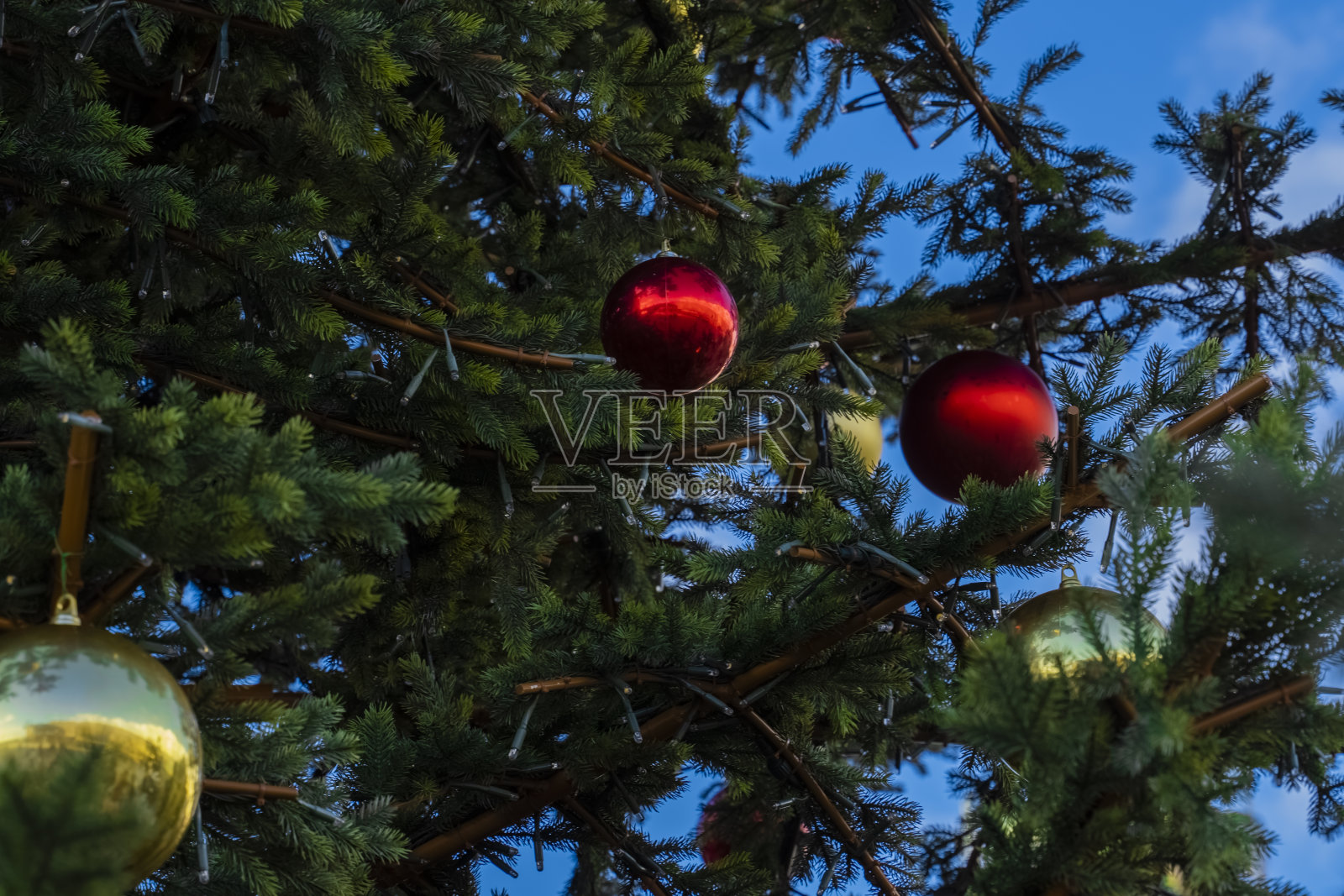 为新年装饰的圣诞树上挂着红色的圣诞球。红色的圣诞球挂在绿色的圣诞树上。为节日装饰的针叶树。照片摄影图片
