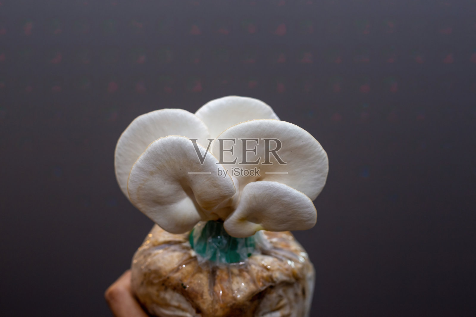 在家种植蘑菇。在农场种植的灰色平菇。从袋子里长出来的平菇。照片摄影图片