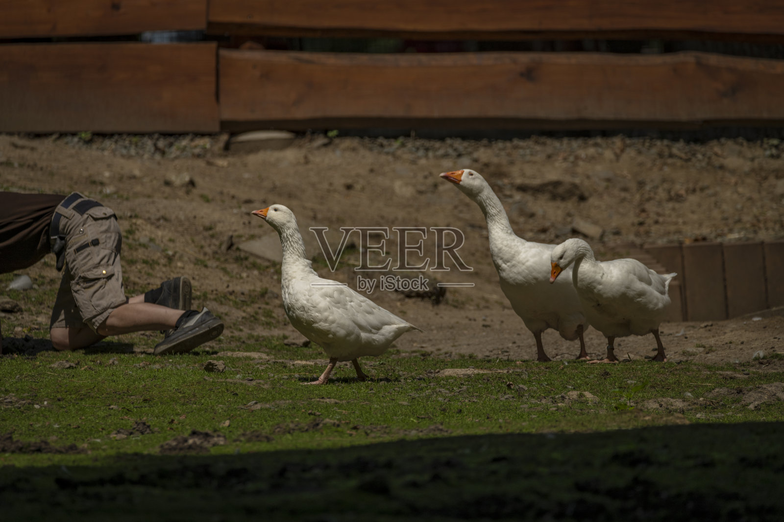 女维修工人与动物在动物园花园的栅栏照片摄影图片