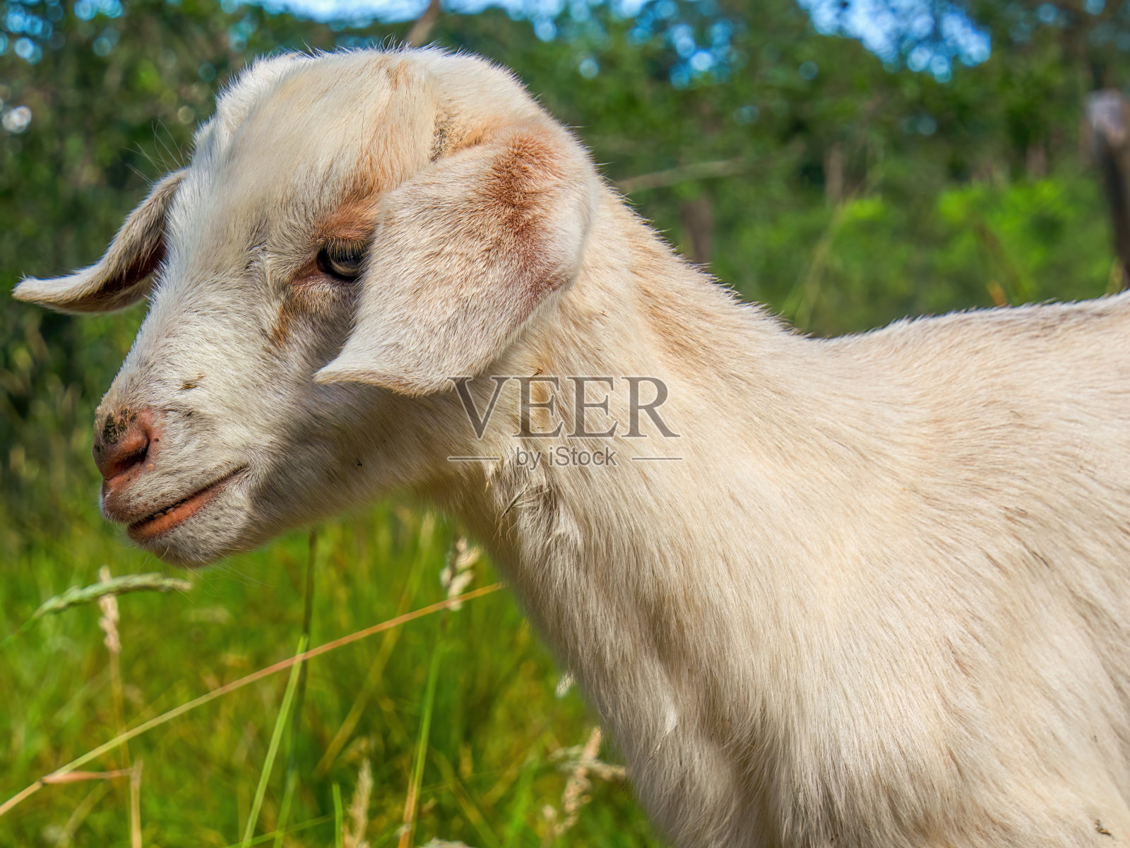 一个两个月大的孩子在草地上漫步的特写照片摄影图片