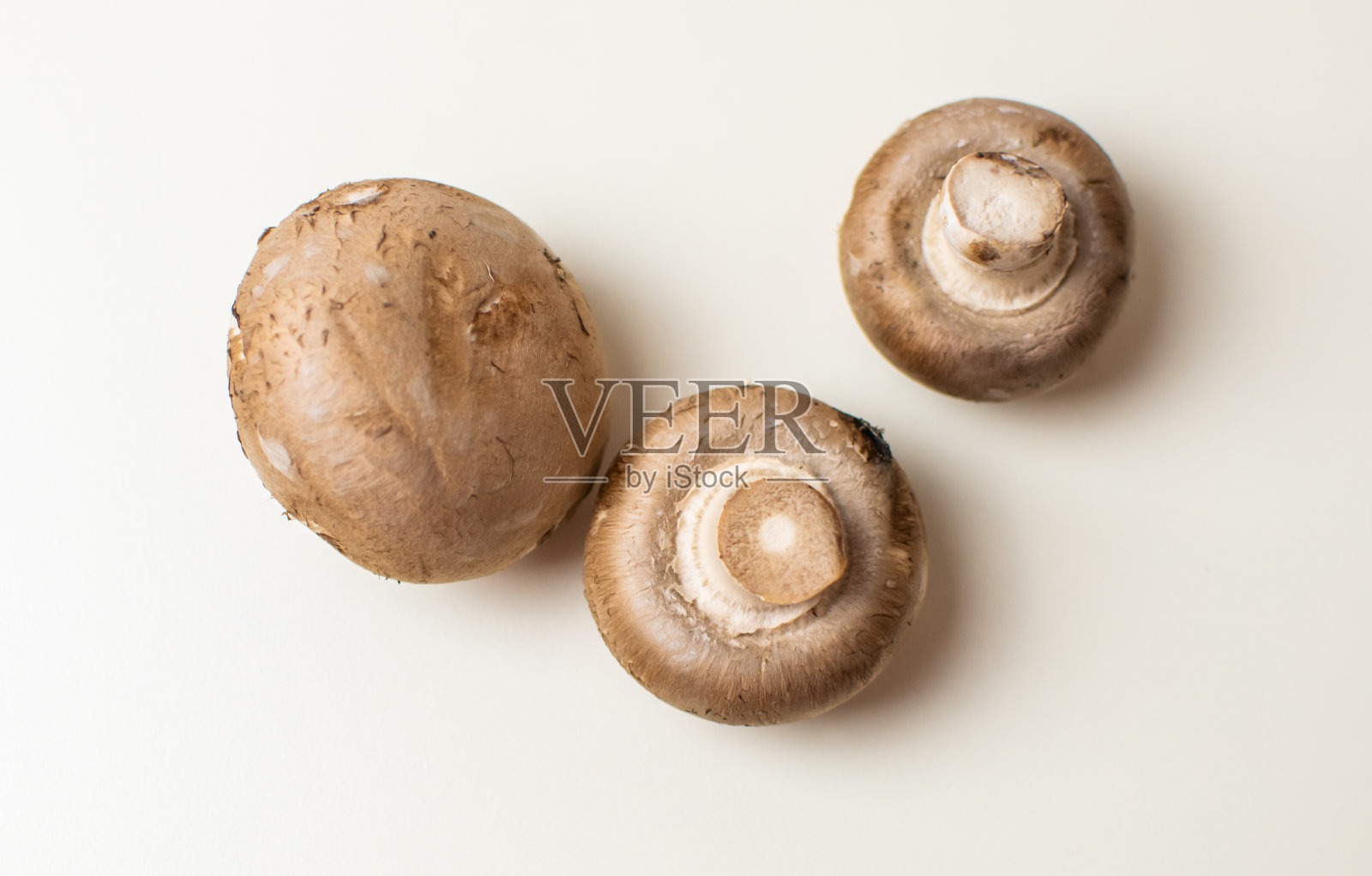 白色背景上的蘑菇照片摄影图片