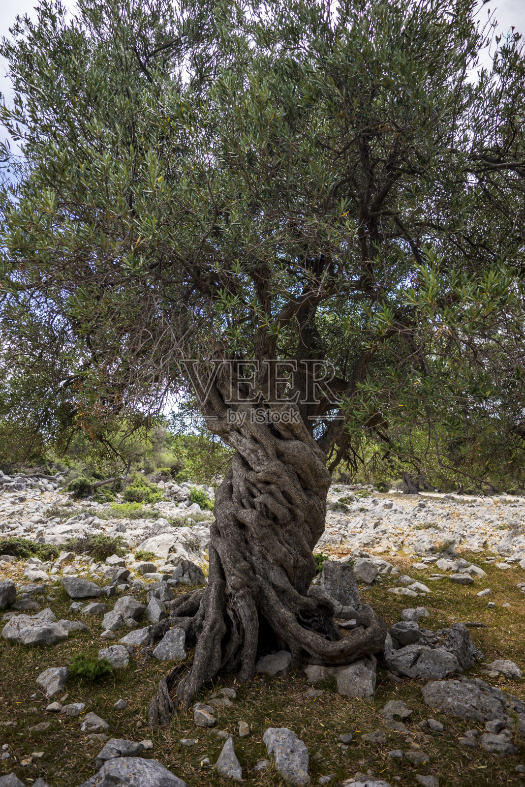 橄榄树照片摄影图片