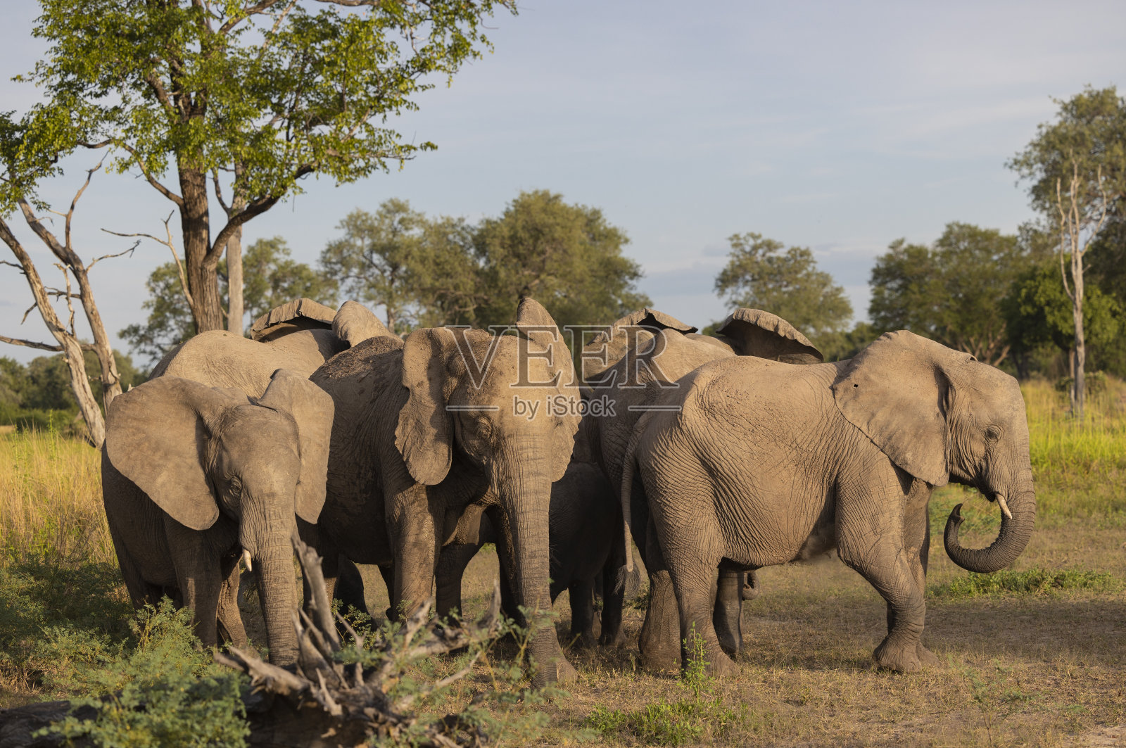 在自然保护的栖息地，大象在它们的幼崽周围形成一个保护群体照片摄影图片