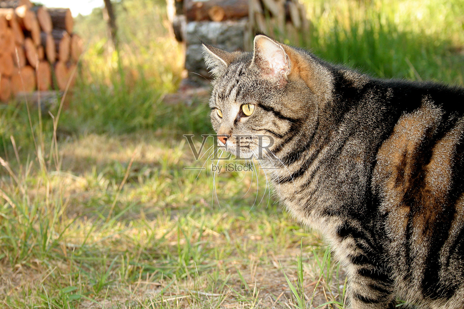 外面一只可爱的猫照片摄影图片
