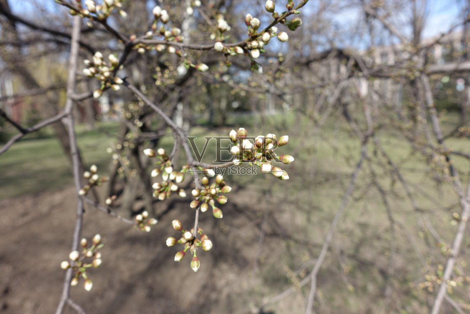 三月里梅树的细枝，花蕾闭合照片摄影图片