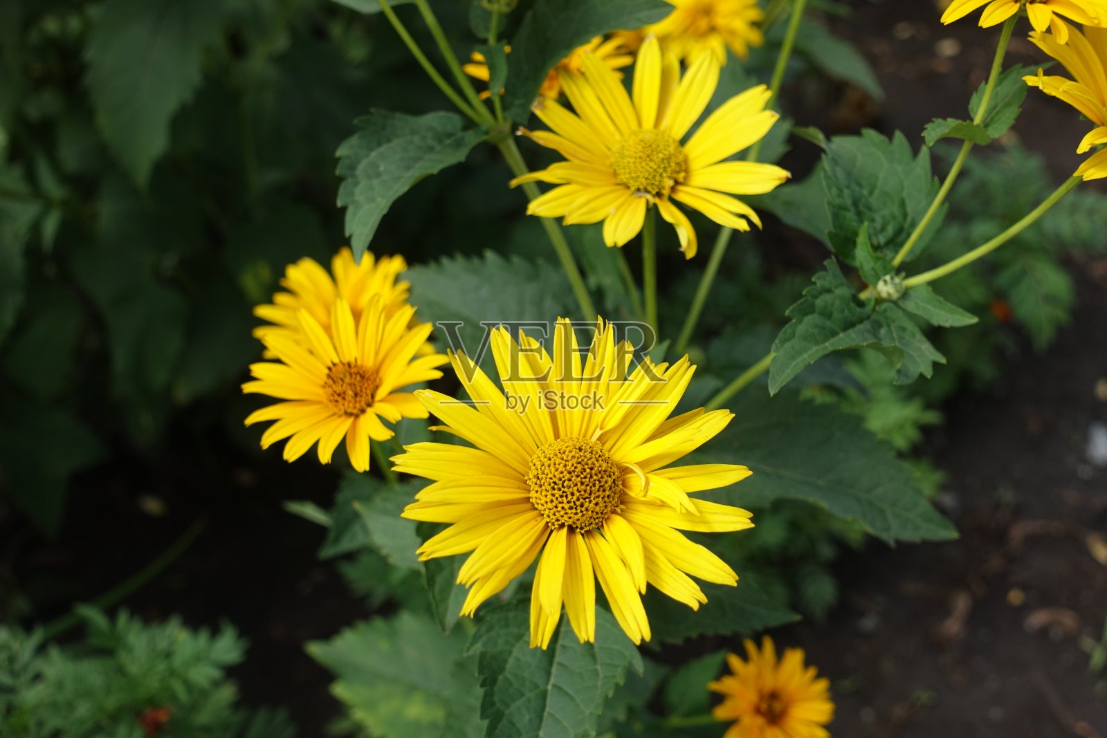 7月向日葵的几朵黄花照片摄影图片
