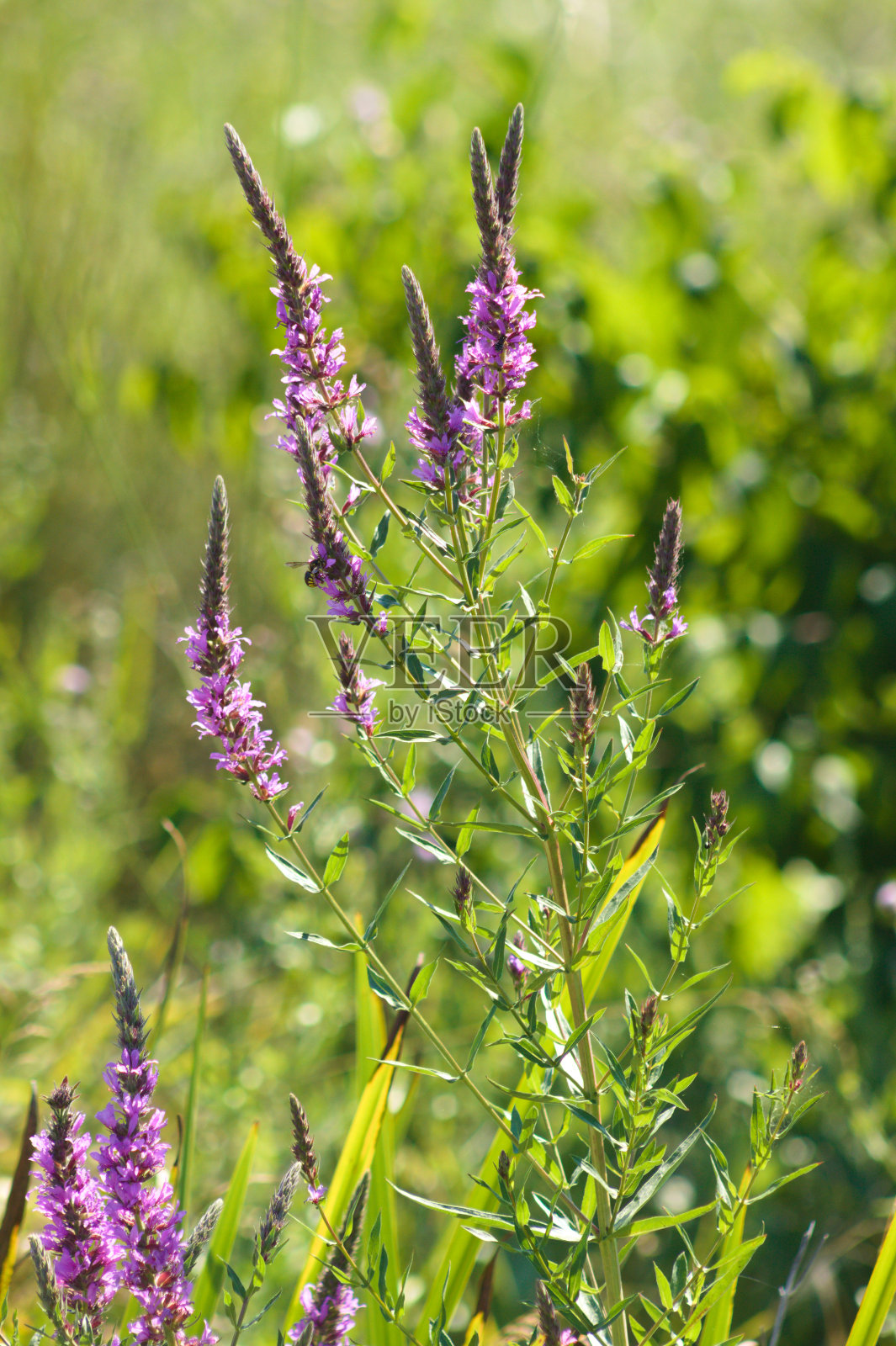 紫色花的特写，选择性聚焦于前景照片摄影图片