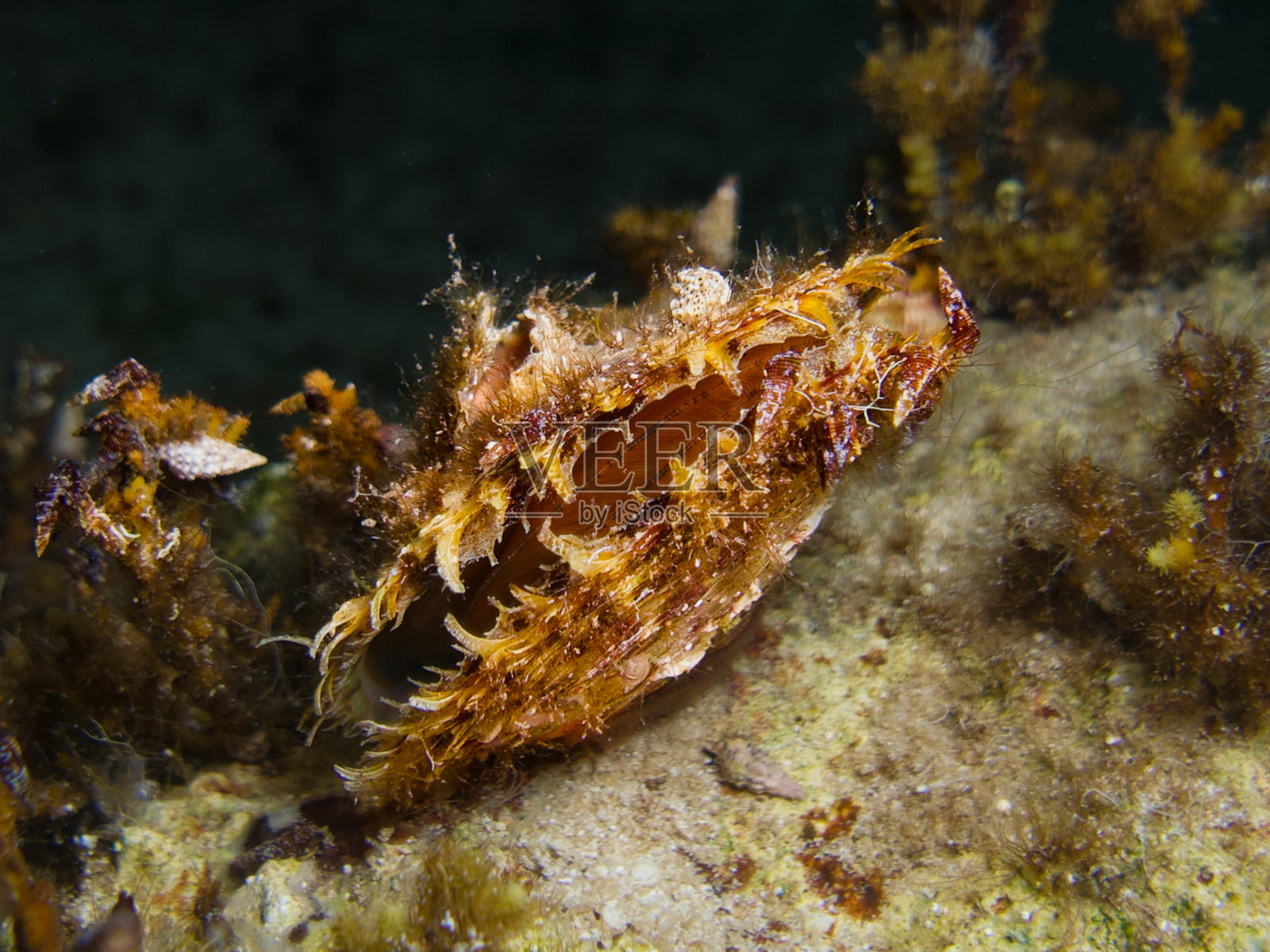 产自塞浦路斯的海湾珍珠贝照片摄影图片