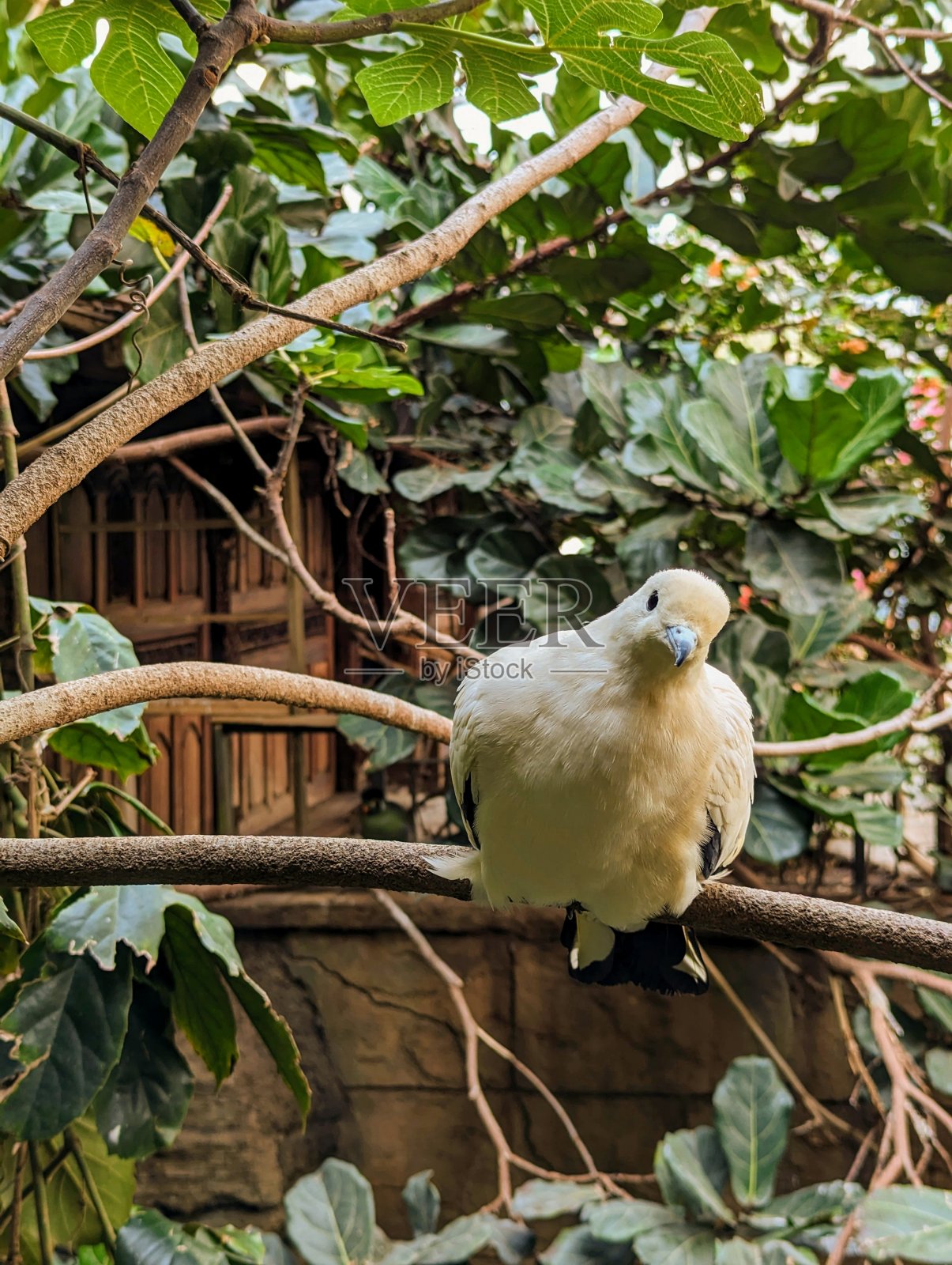 好奇的鸟照片摄影图片