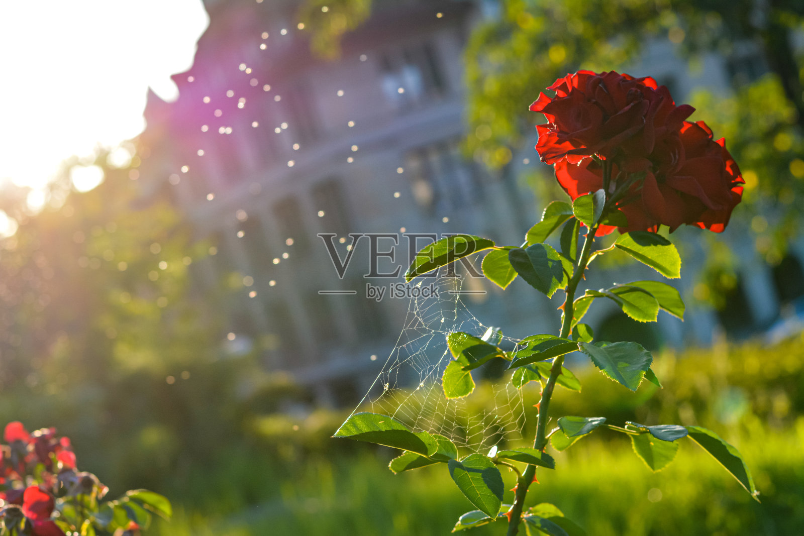 夏季红玫瑰——瑞士苏黎世照片摄影图片