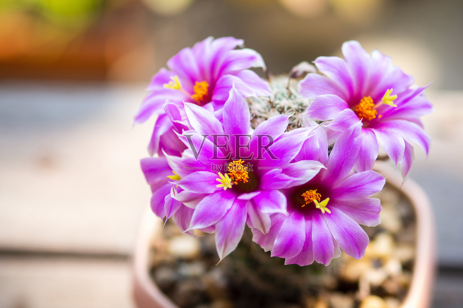 舒曼哺乳动物的粉红色花。宏观仙人掌概念。照片摄影图片