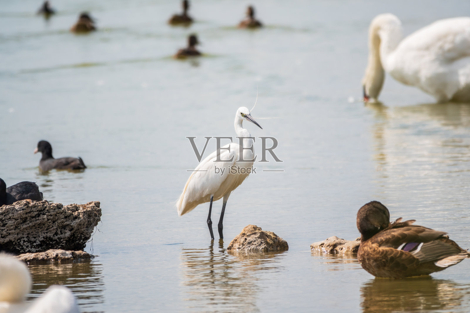 小白鹭或小白鹭站在湖里照片摄影图片