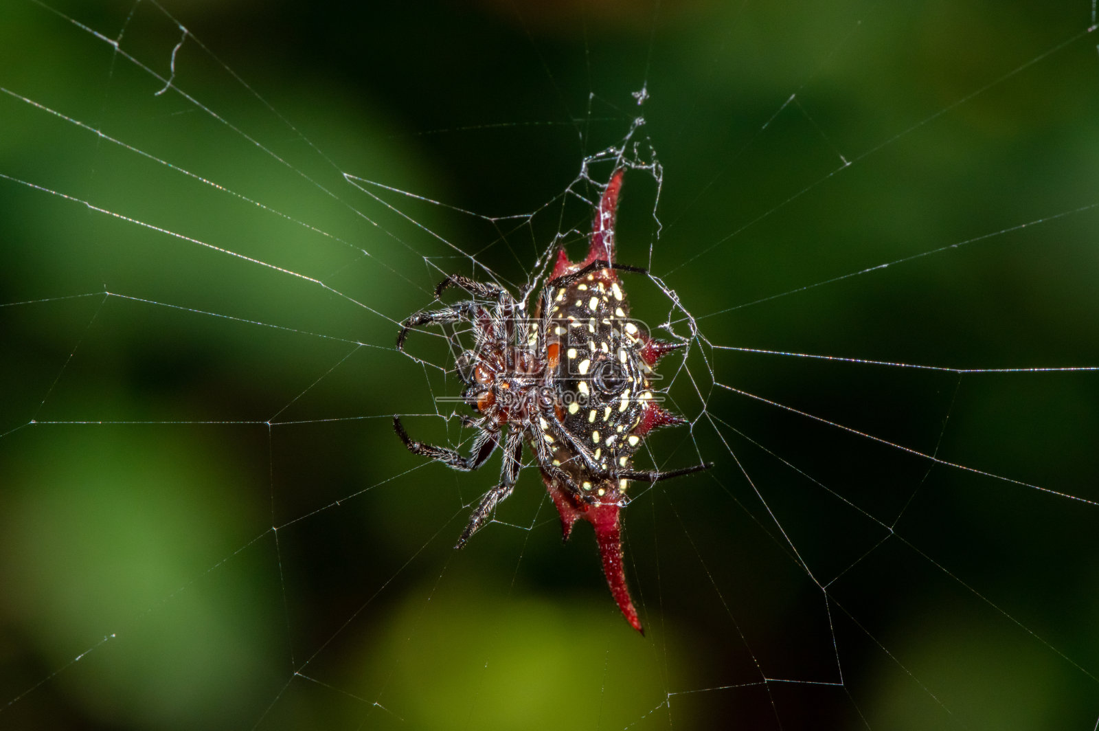 长角猫蛛(Gasteracantha milvoides)照片摄影图片