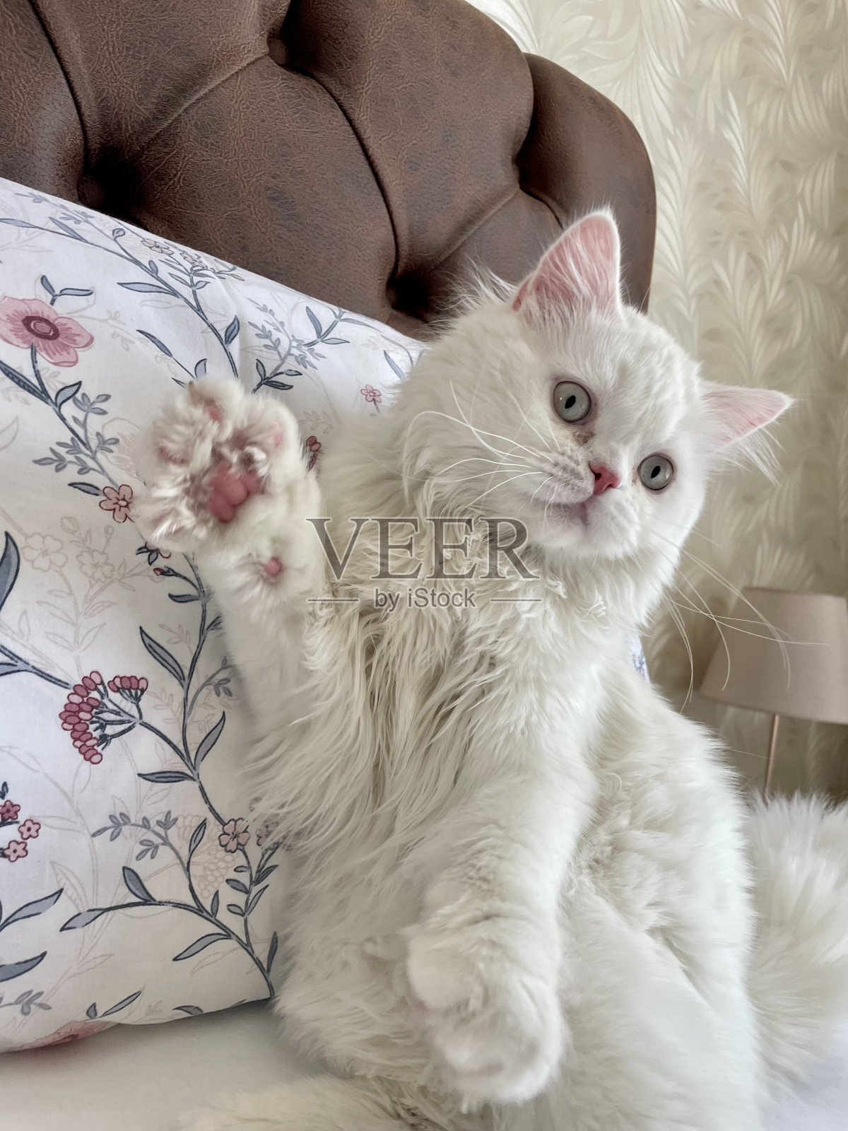 白色的猫照片摄影图片