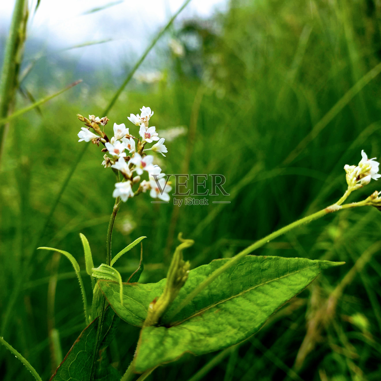 这是散景时间照片摄影图片