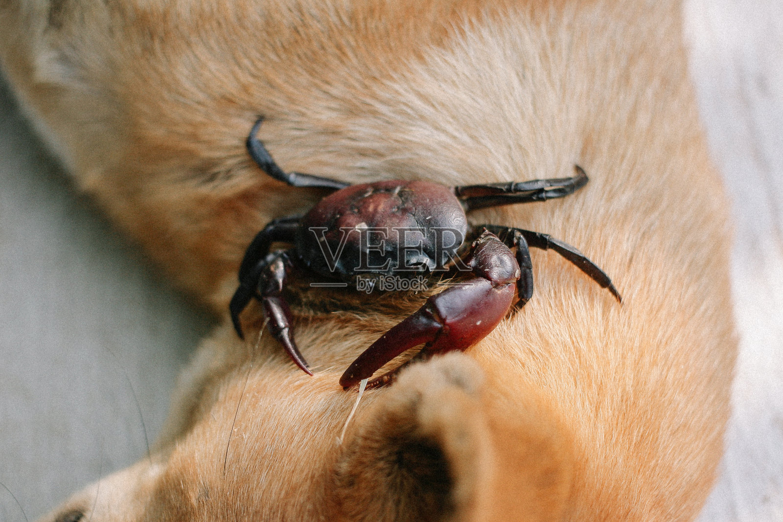 黑螃蟹照片摄影图片