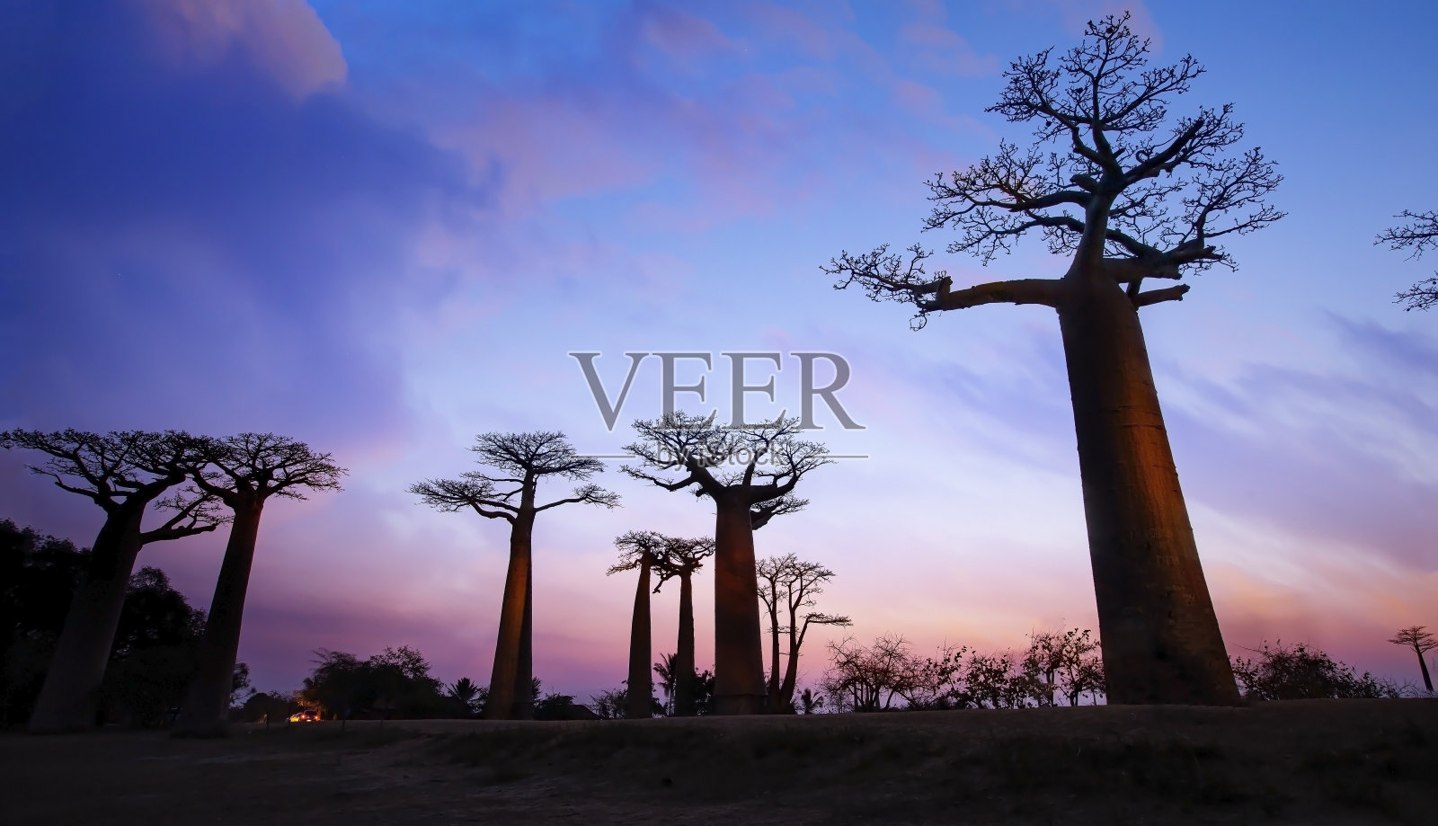 在马达加斯加的莫伦达瓦，猴面包树映衬下的猴面包树大道夕阳的剪影照片摄影图片