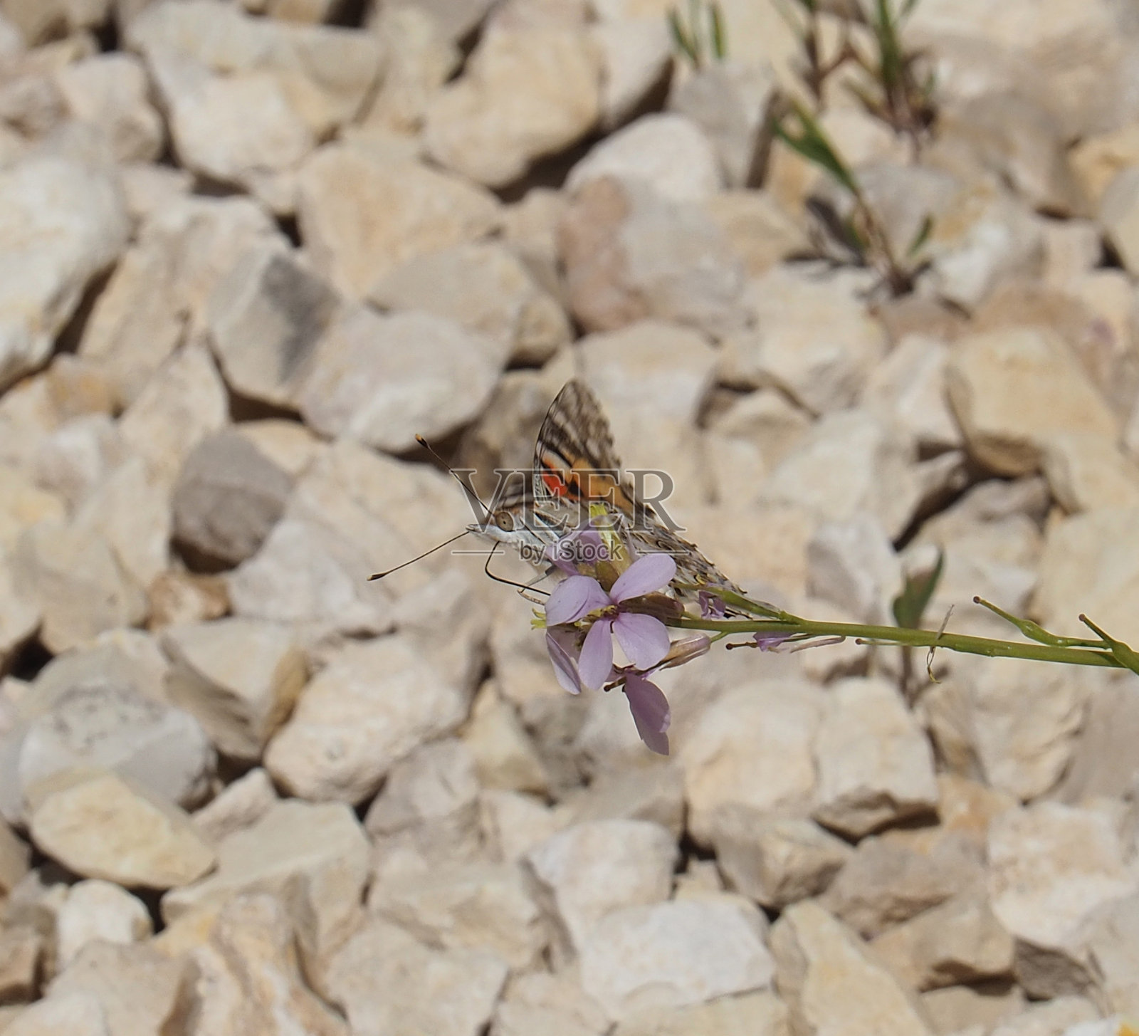 过马路前请休息照片摄影图片
