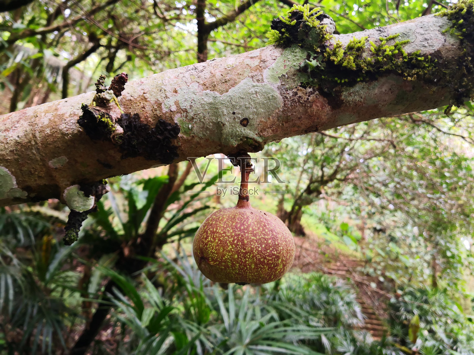 森林水果照片摄影图片