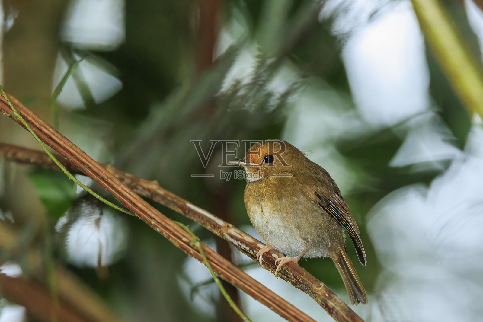 红眉捕蝇鸟(Anthipes solitaris)照片摄影图片