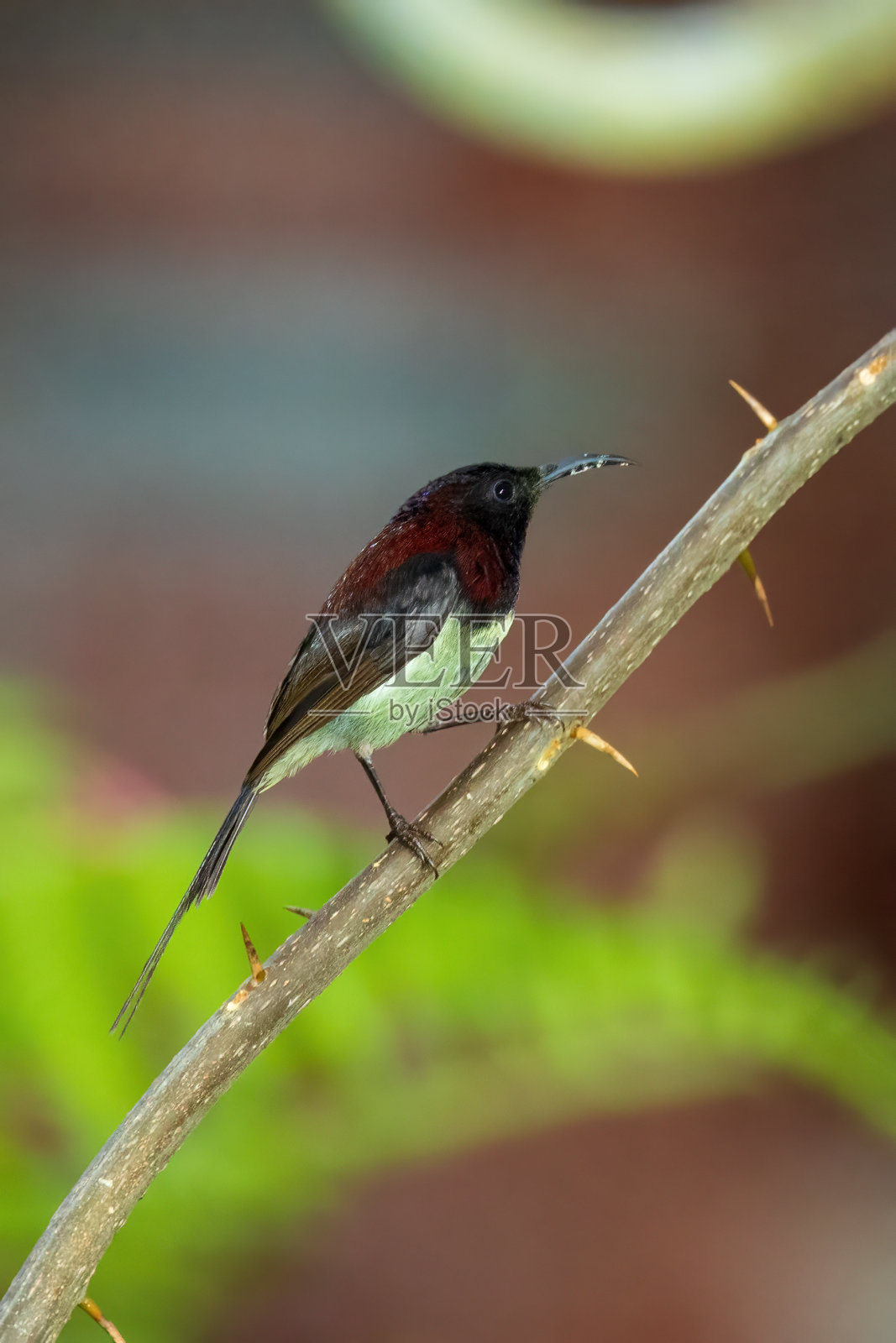 黑喉太阳鸟(Aethopyga saturata)照片摄影图片