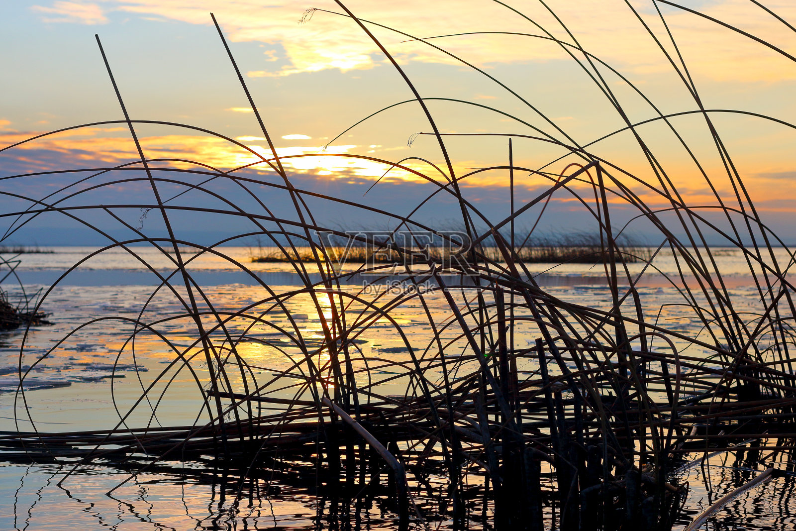 秋天，湖上美丽的金色日落，勾勒出芦苇(芦苇、香蒲、芦苇)的剪影照片摄影图片