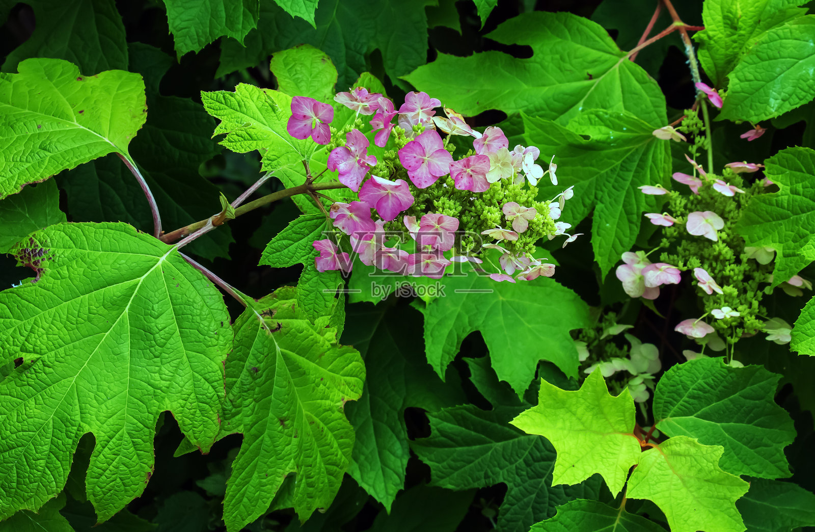 白色蕾丝帽绣球花盛开在夏季的几个月里照片摄影图片