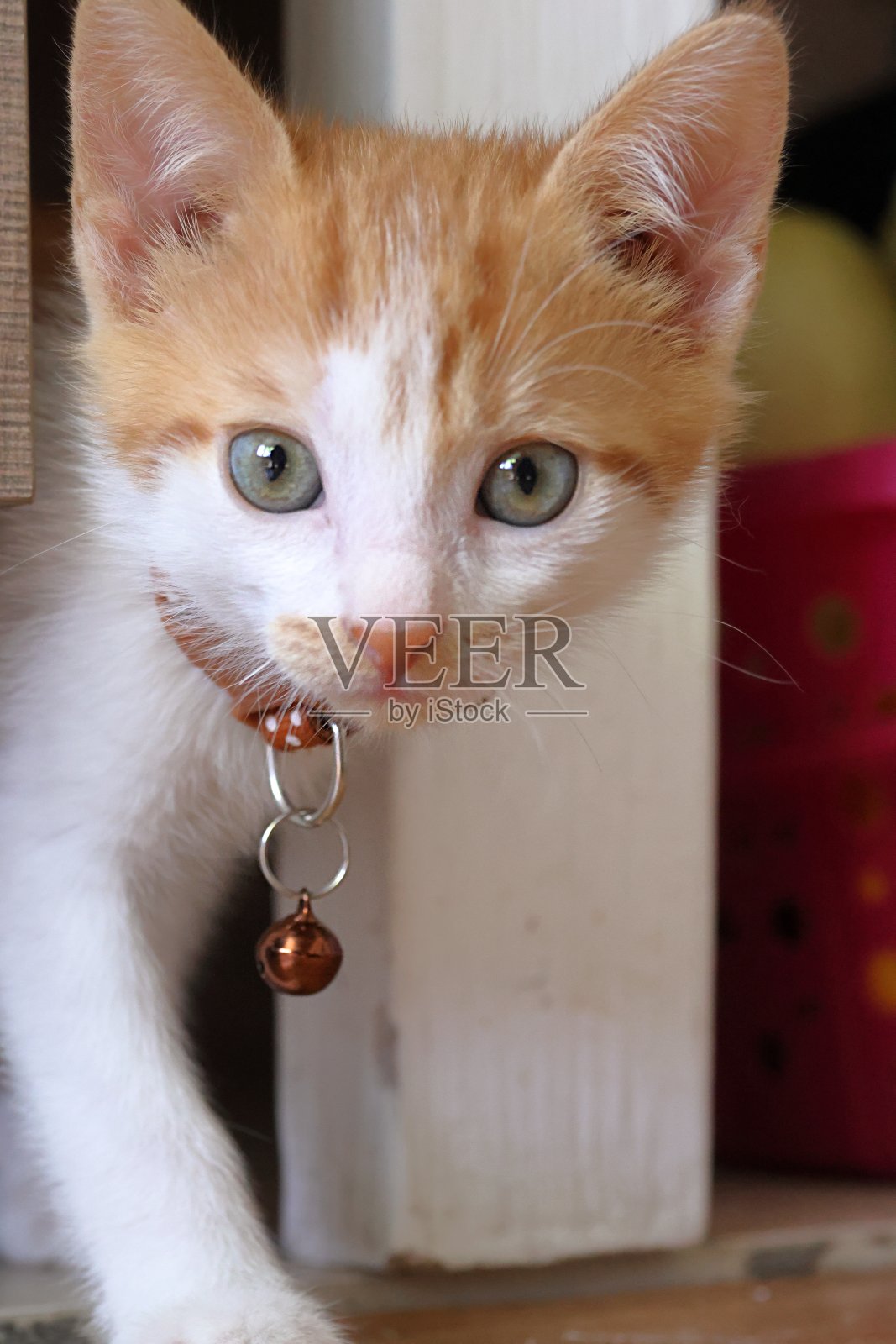 小猫咪。小猫的颜色是红白相间的。照片摄影图片