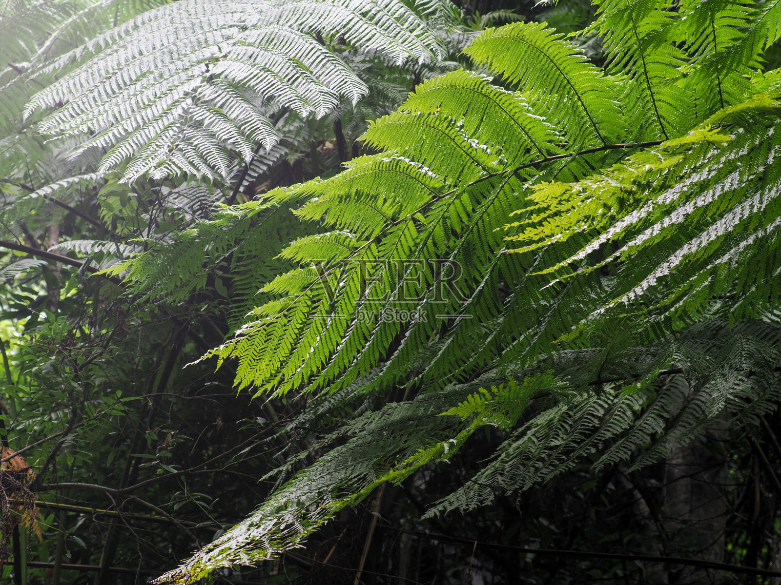 天然蕨类叶三叶草，蕨类叶图案。绿色的叶子和绿色的蕨类叶子。在风和瀑布照片摄影图片