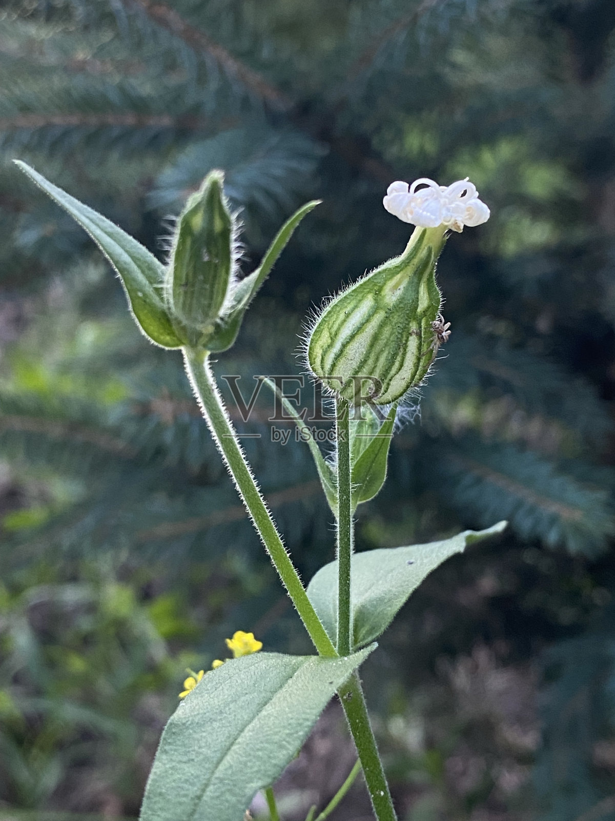 硅宾latifolia照片摄影图片