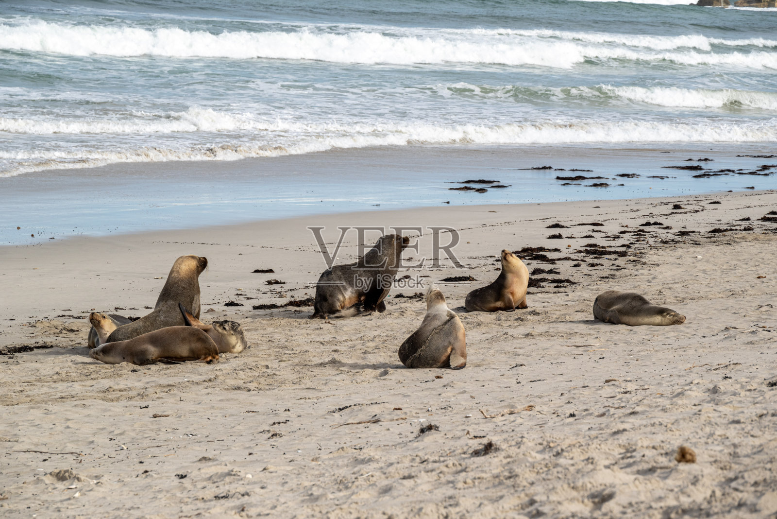 澳大利亚海狮照片摄影图片