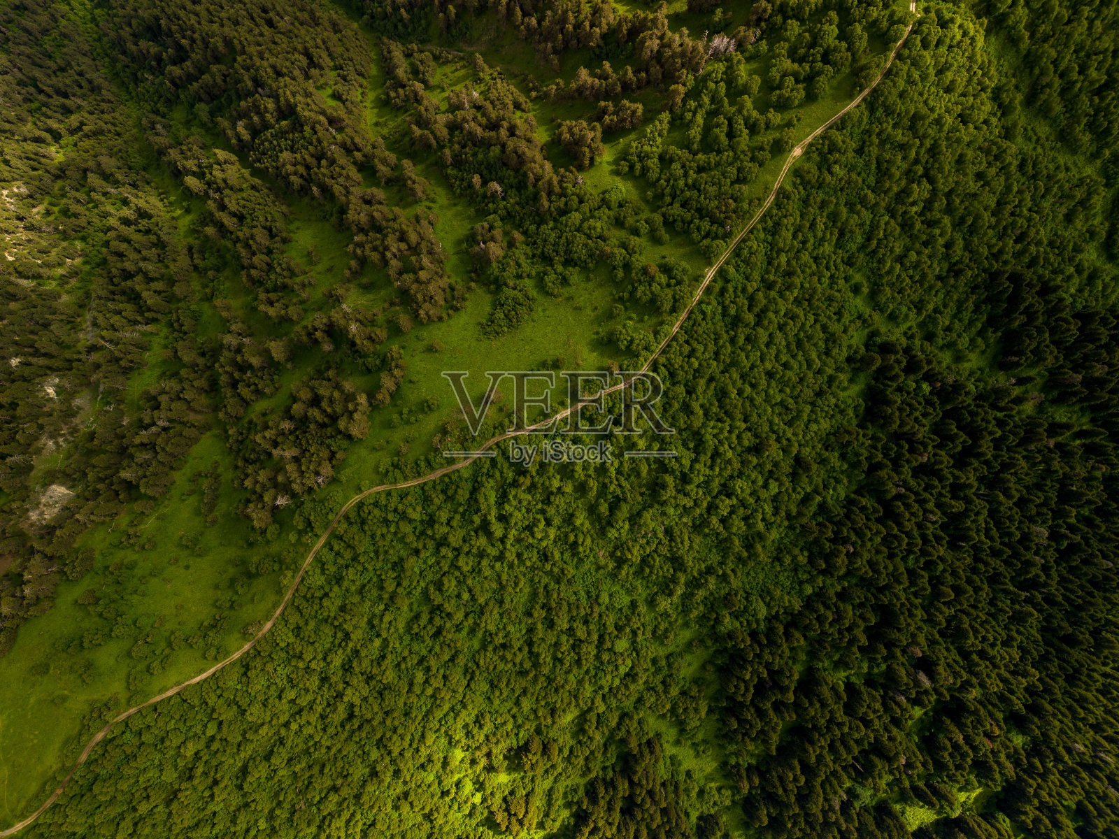 充满活力的森林景观具有丰富的郁郁葱葱的树叶在哈特斯瓦利，格鲁吉亚照片摄影图片