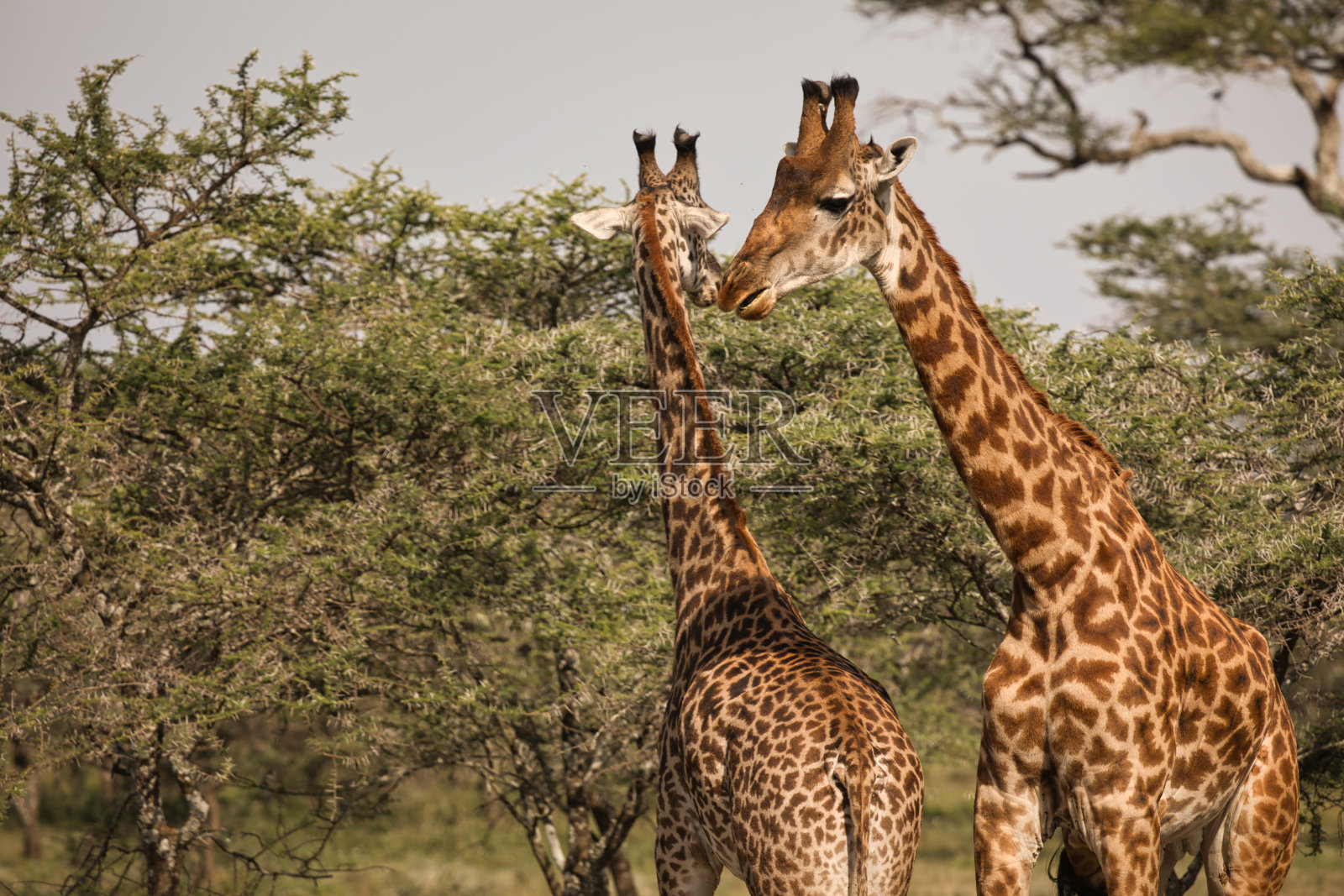 两只小长颈鹿公牛在练习搏斗照片摄影图片