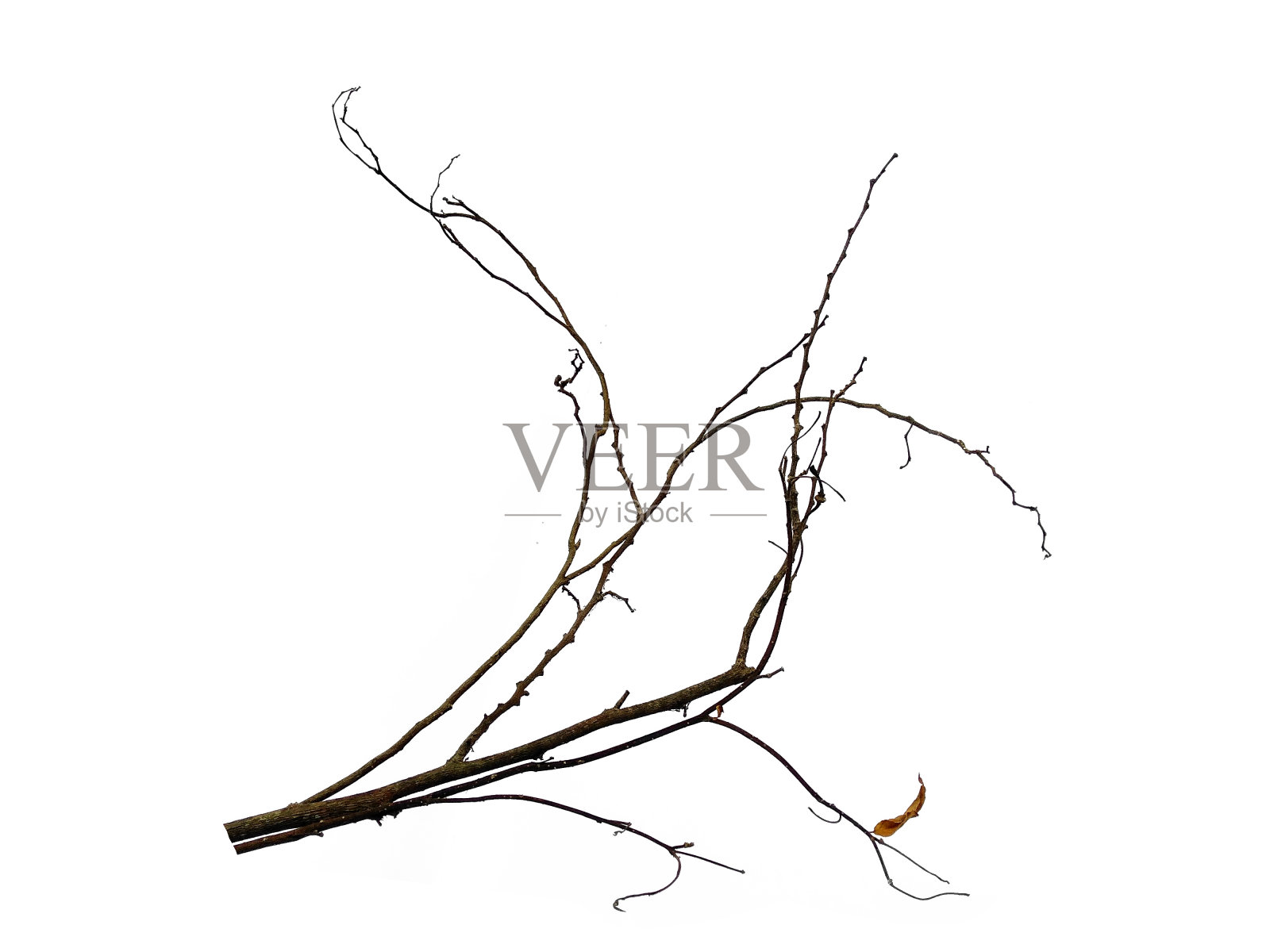 细枝，集宏干枝白桦树孤立在白色背景上，具有剪枝路径。树枝在白色的背景上被孤立。白色背景上孤立的木桩或树枝照片摄影图片