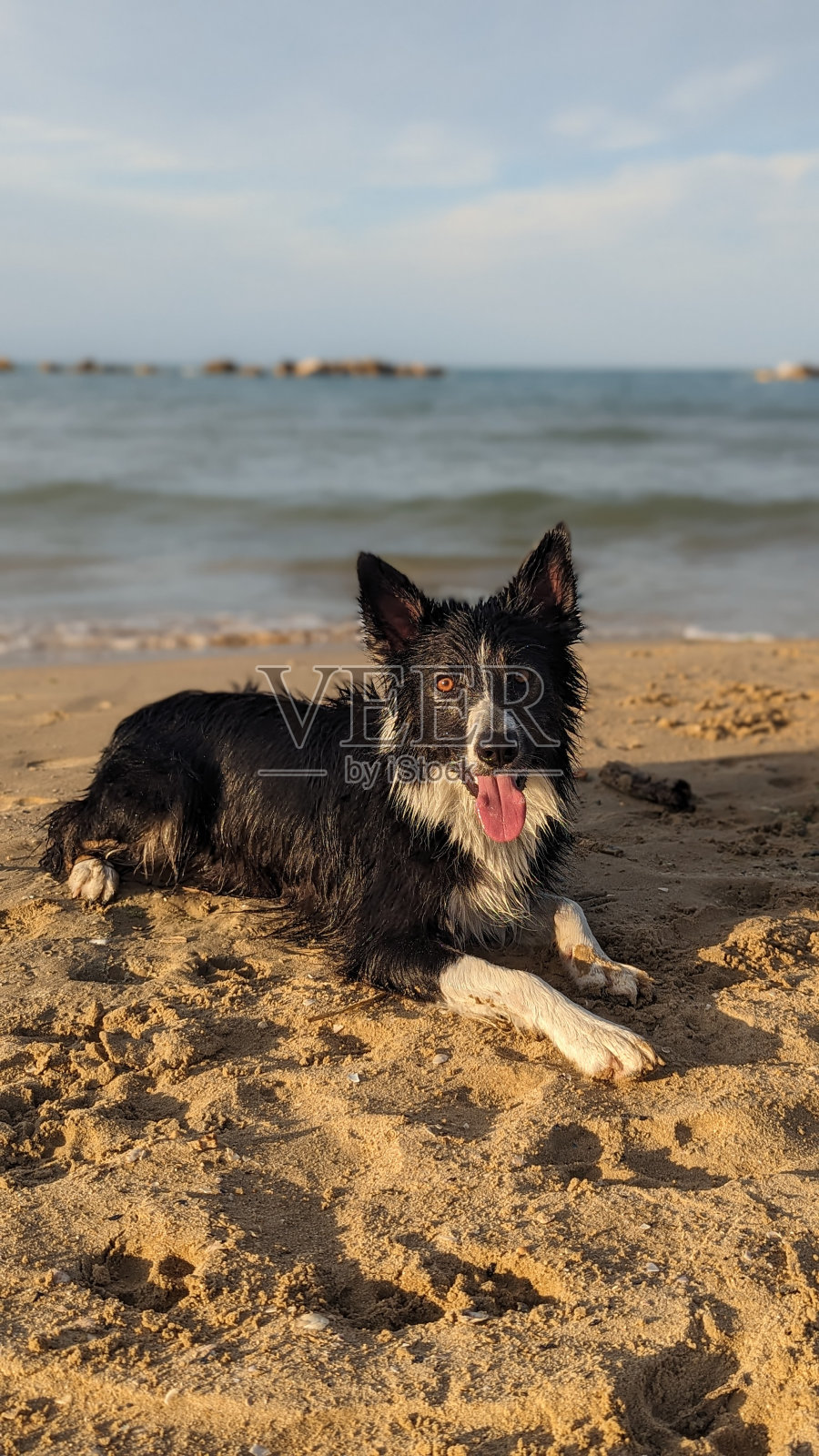 边境牧羊犬照片摄影图片