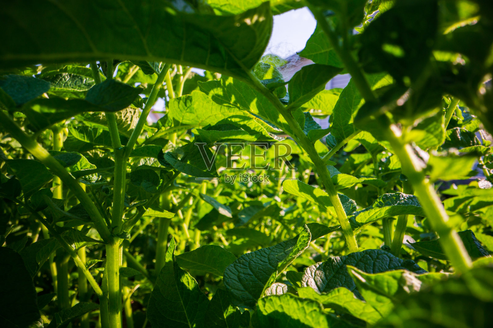 农场里马铃薯的茎和叶特写。绿色新鲜的天然粮食作物。园艺的概念。生长在花园床上的农业植物照片摄影图片