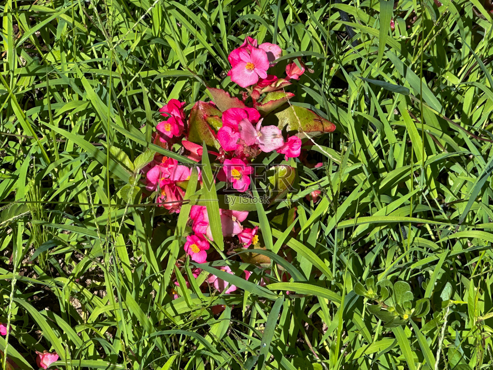 秋海棠属植物照片摄影图片