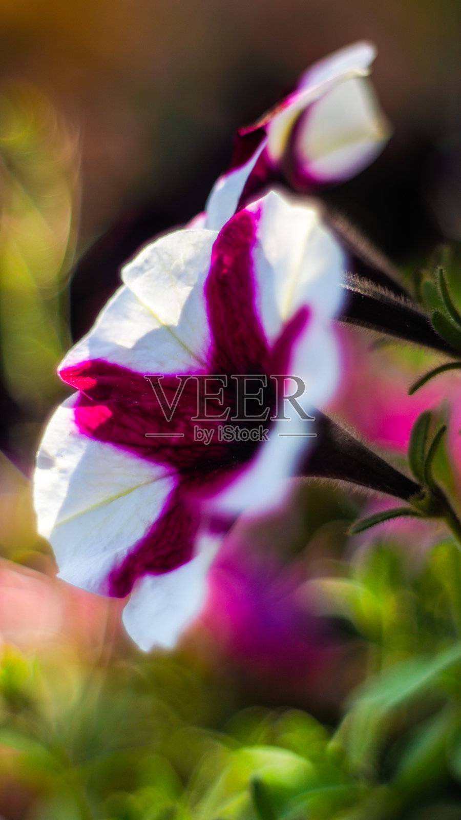 花园中的百合花照片摄影图片