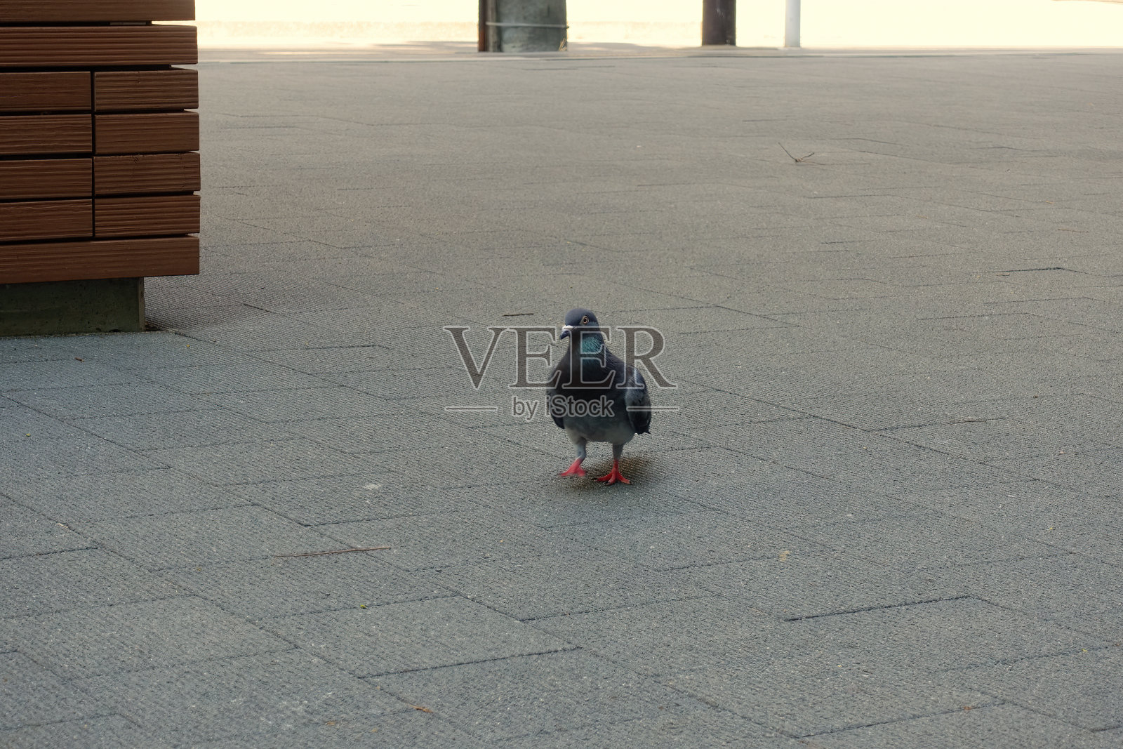 一只鸽子照片摄影图片