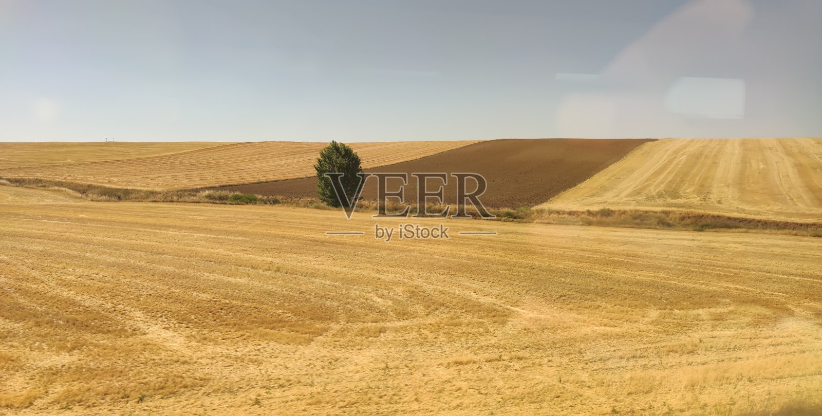 大麦字段照片摄影图片