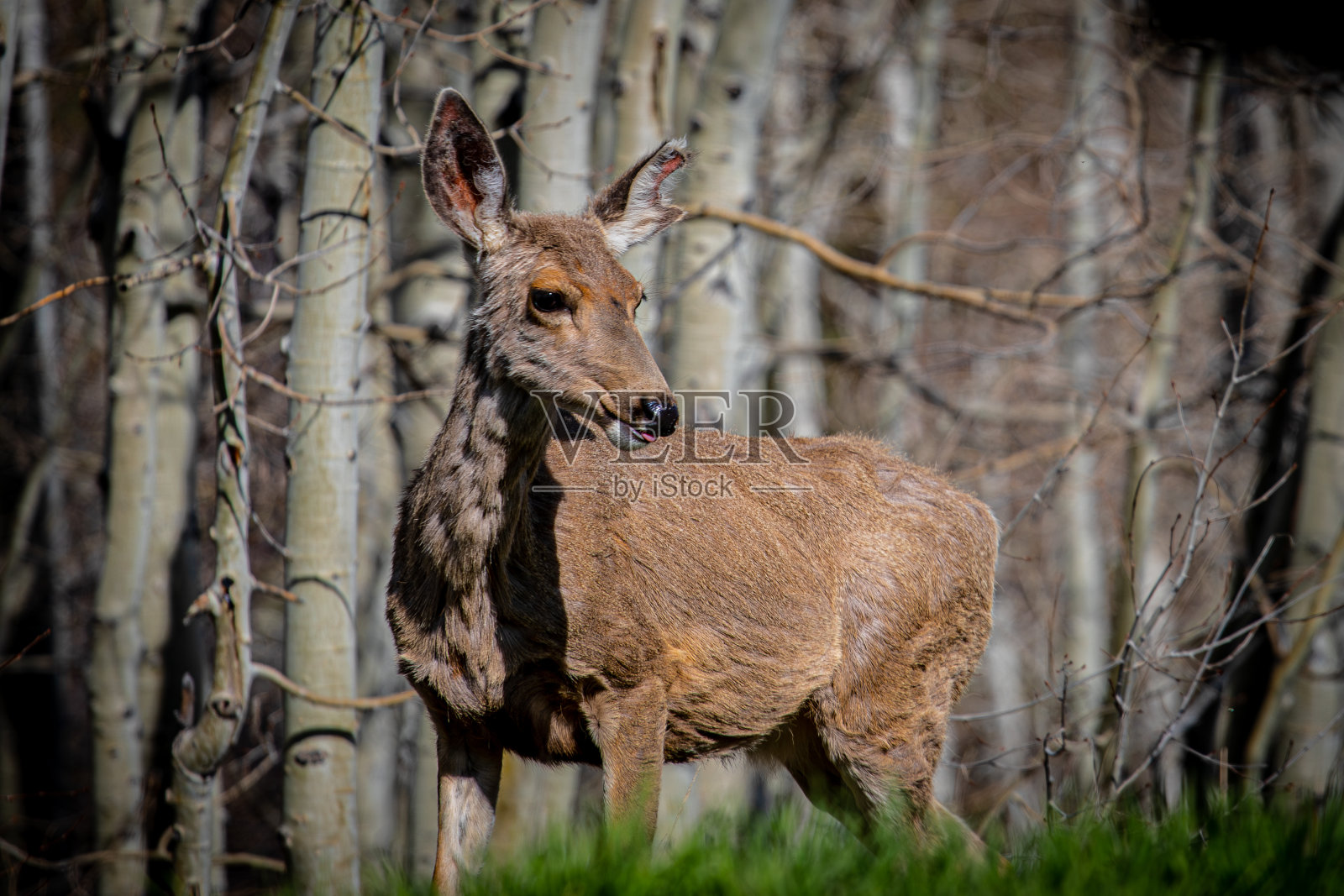 小鹿独自站在山上的白杨树下照片摄影图片