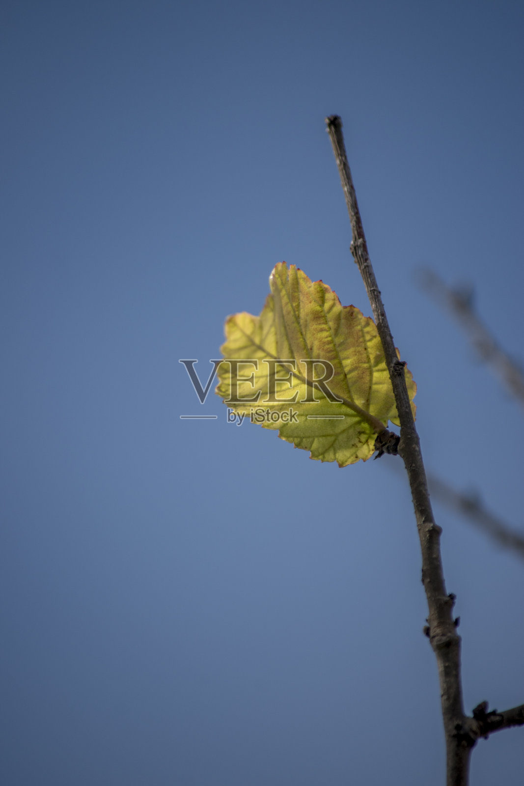 秋天树的黄叶照片摄影图片