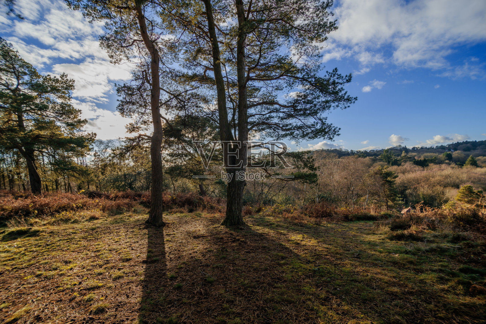 科茨沃尔德英格兰英国树木阳光风景风景一般季节道路小巷乡村照片摄影图片